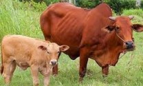 Phú Yên: Cung ứng dịch vụ thụ tinh nhân tạo 14.500 liều bò lai Brahman, Lymousine, BBB