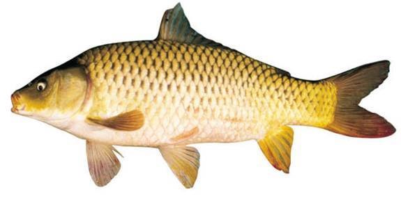 Sản xuất giống và nuôi cá chép chọn giống V1