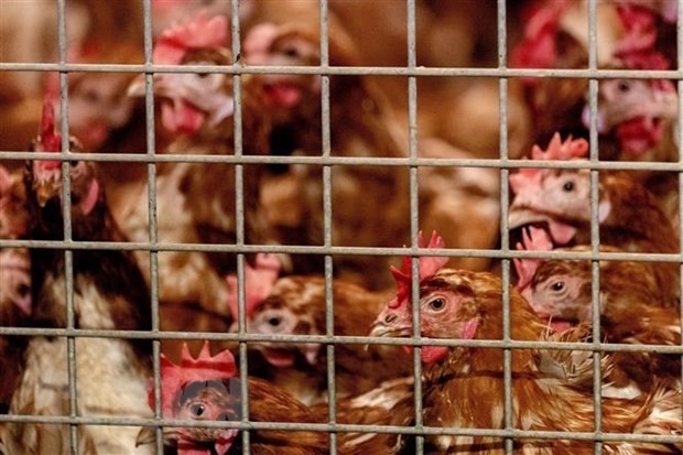 WHO khuyến cáo về khả năng lây nhiễm cúm A/H5N8 từ gà sang người