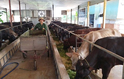Hà Nội: Đẩy mạnh chăn nuôi bò thịt thương phẩm