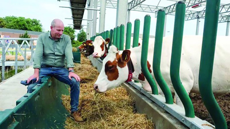 Ngành chăn nuôi Hà Lan chuyển hướng