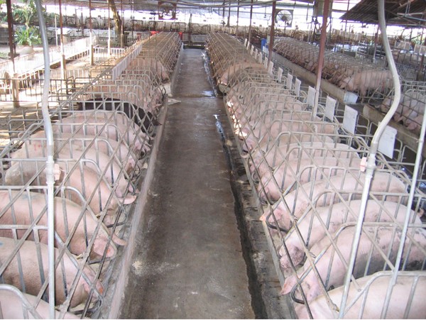 Hướng dẫn kỹ thuật chăn nuôi lợn thịt hiệu quả