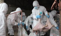 Hà Nội: Huyện Chương Mỹ tiêu hủy 20 con lợn mắc bệnh Dịch tả lợn châu Phi