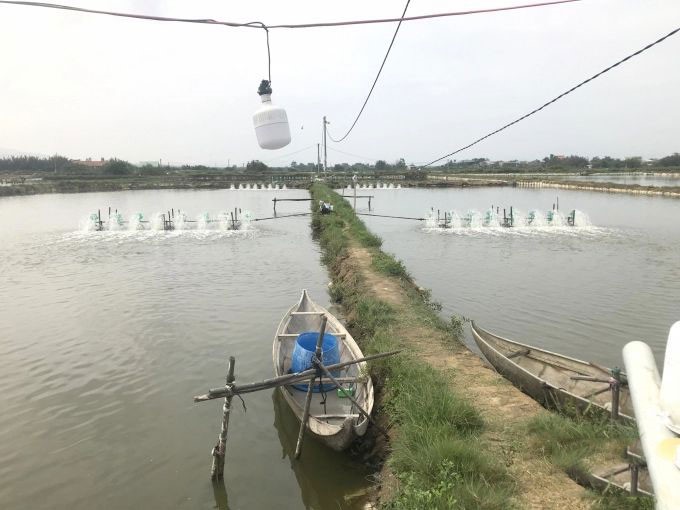 Bình Định: 30 ha tôm nuôi ở Tuy Phước bị dịch bệnh