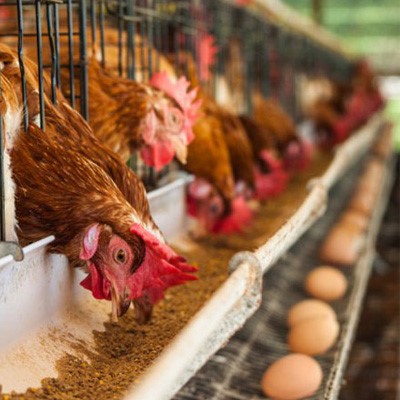 Chế độ dinh dưỡng cho gà sinh sản