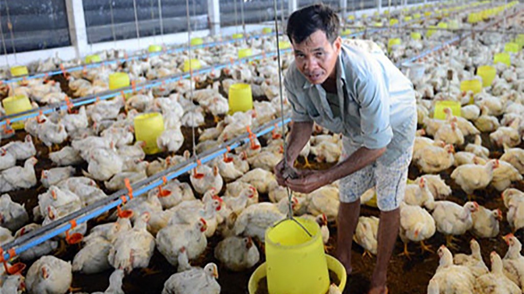 Người chăn nuôi gà ở Đông Nam Bộ: Bao giờ qua cơn “bĩ cực”?