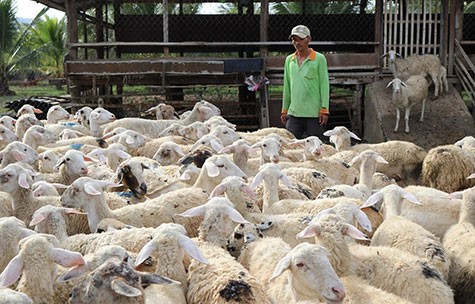 Điểm tin Ninh Thuận: Người chăn nuôi phấn khởi vì giá dê, cừu tăng cao