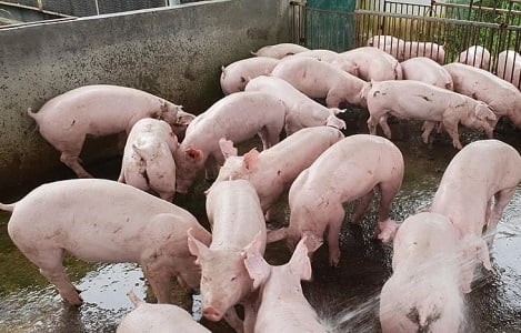 Giá lợn hơi tiếp tục giảm, nhiều nơi tuột mốc 50.000 đồng/kg