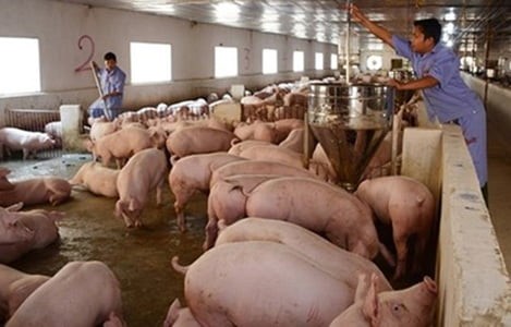 Giá lợn hơi tại miền Bắc giảm mạnh, nhiều nơi rời mốc 70.000 đồng/kg
