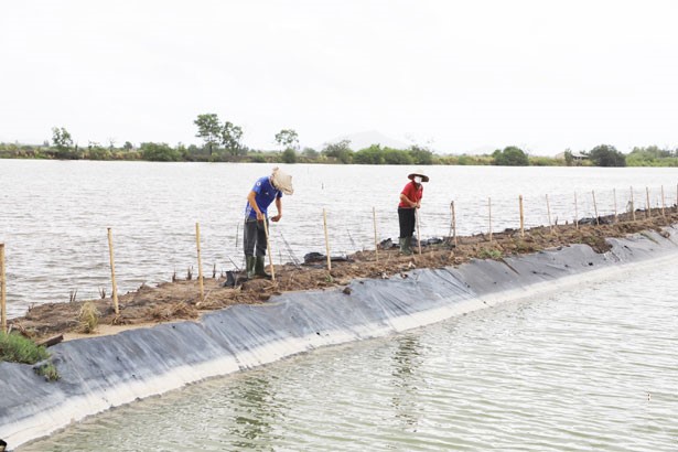 Người dân Hà Tĩnh bảo vệ diện tích nuôi trồng thủy sản trước mưa lớn