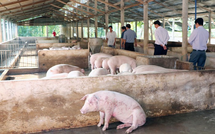Nha Trang (Khánh Hòa): Tiêu hủy 113 con heo bị dịch tả heo châu Phi