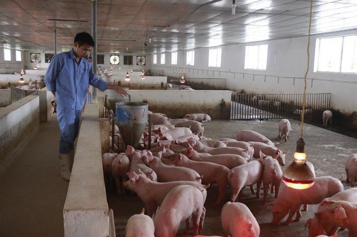 Sử dụng năng lượng sinh học trong chăn nuôi lợn cho phát điện