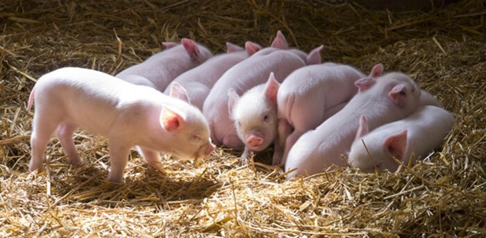 Kỹ thuật nuôi lợn nái sau sinh và lợn con theo mẹ