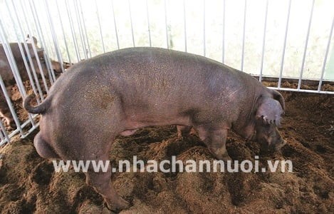 Chất lượng đàn lợn giống của Việt Nam