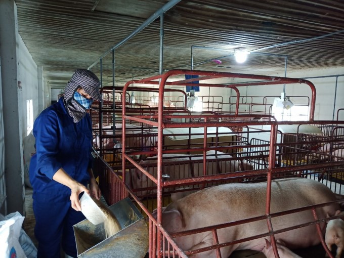 Giá lợn hơi giảm trong ‘bão giá’ thức ăn chăn nuôi