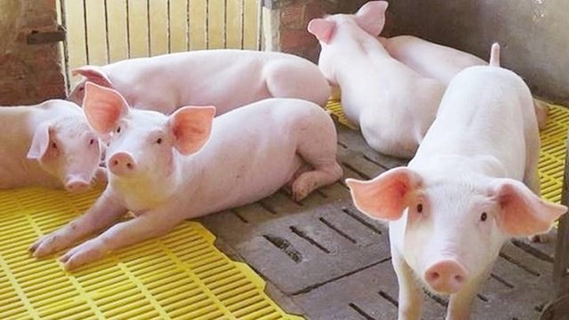 Cách chữa lợn nái đang mang thai bị ổ viêm Áp xe