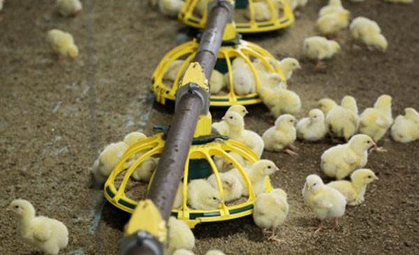 Ba cách để tối ưu hóa chi phí thức ăn trong chăn nuôi gà.