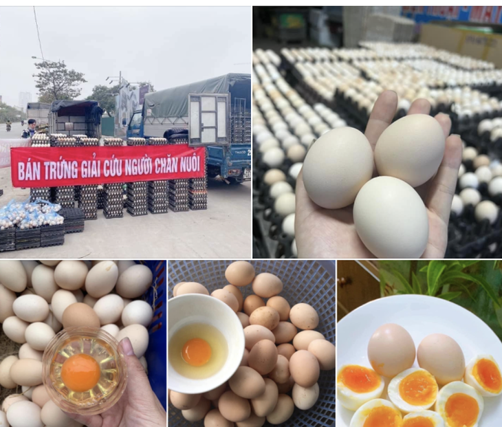 nghị không tiêu thụ trứng gia cầm bày bán dưới danh nghĩa giải cứu