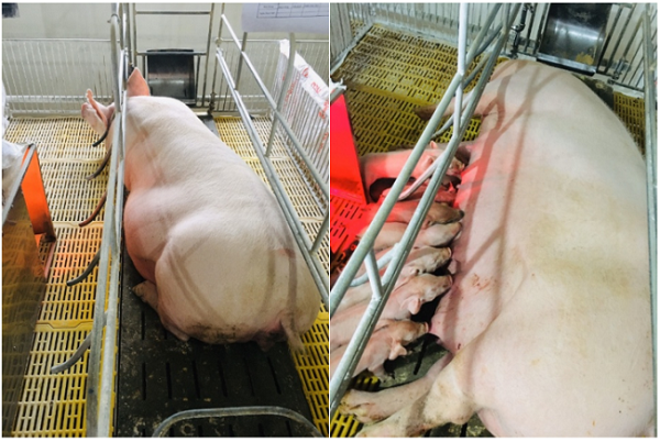 Chết lưu ở lợn con gây thiệt hại lớn cho ngành chăn nuôi ở Việt Nam