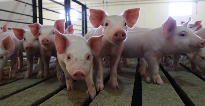 Công nghệ chỉnh sửa gen có thể ngăn ngừa cúm lợn