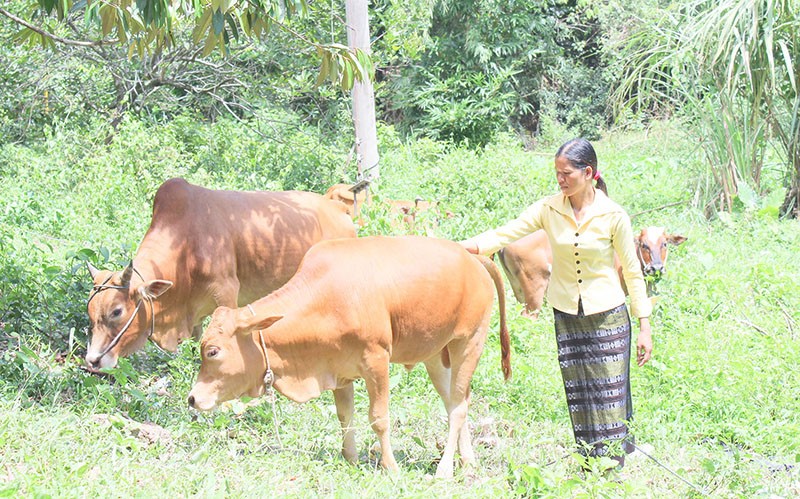 Quảng Trị: Giúp người dân nâng cao thu nhập từ các mô hình chăn nuôi