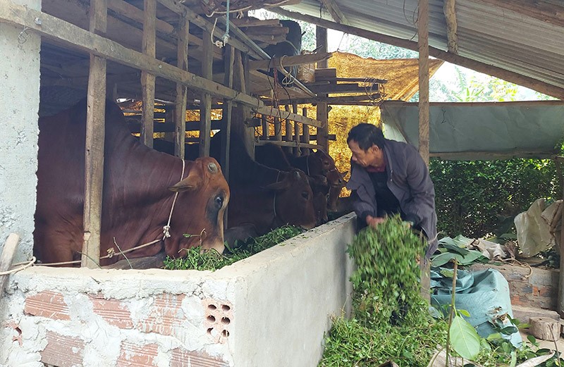 Tuyên Hóa (Quảng Bình): Hướng dẫn nông dân phòng, chống đói, rét cho vật nuôi