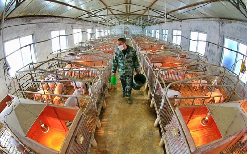 Trung Quốc chuyển đổi khí thải công nghiệp thành protein thức ăn chăn nuôi