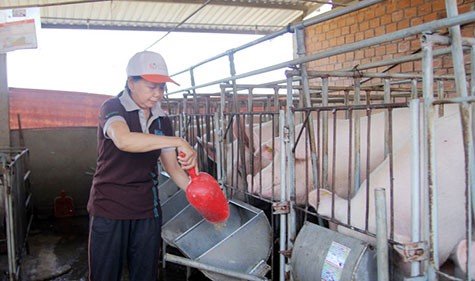 Lâm Đồng: Xây dựng chuỗi liên kết trong chăn nuôi