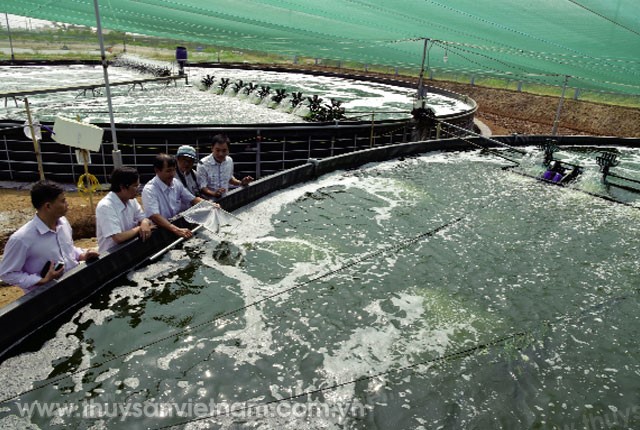 nuoi-tom-sieu-tham-canh-trong-ho-noi-tron-01