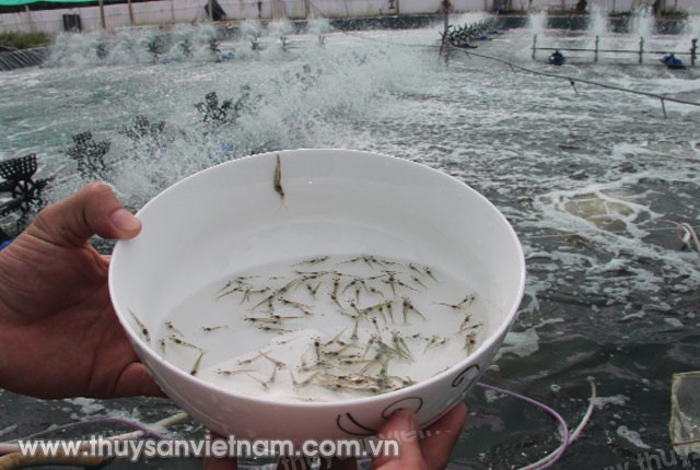 thoi-cua-nuoi-trong-tien-tien-01