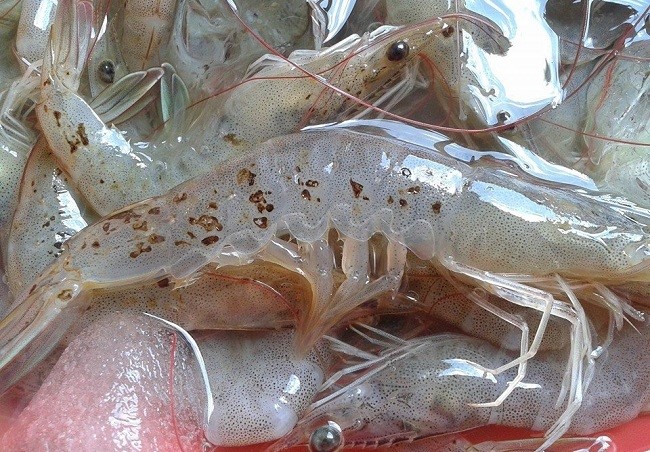 tom-benh-do-vi-khuan