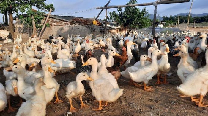 Quảng Ninh siết chặt quản lý sử dụng kháng sinh trong chăn nuôi