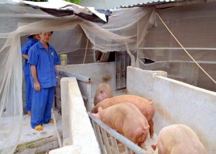 Bình Phước phấn đấu thành trung tâm chăn nuôi, xuất khẩu sản phẩm chăn nuôi