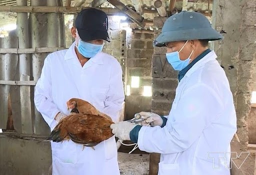 Quảng Nam: Hội An chú trọng tiêm vắc xin phòng bệnh trên đàn vật nuôi