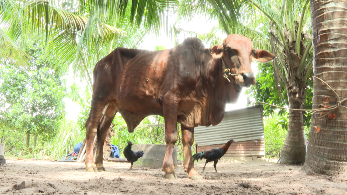 Tây Ninh: Khống chế được dịch viêm da nổi cục trên trâu bò
