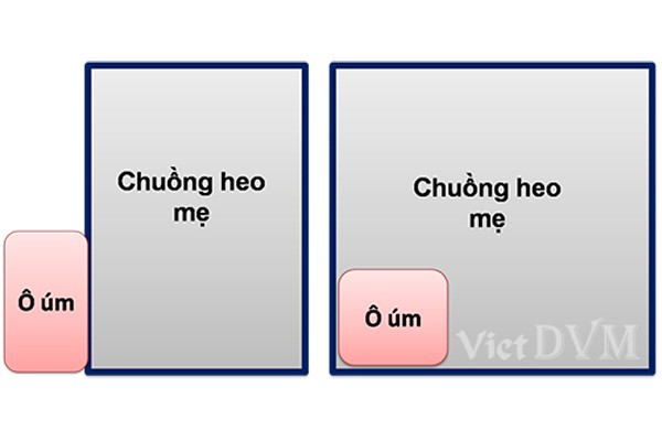 vietphuong-um-heo-trong-mua-lanh-4 (1)
