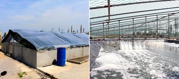 Ứng dụng công nghệ “zic zac” lọc nước nhanh trong nuôi tôm vụ đông ở Nghệ An