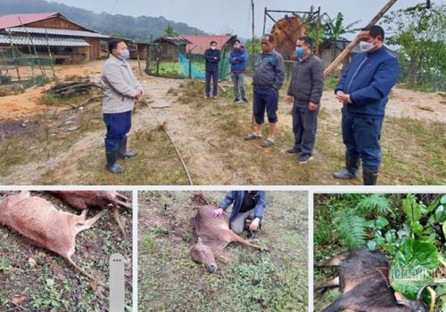 Hàng ngàn con trâu, bò ở Nghệ An chết rét hàng loạt