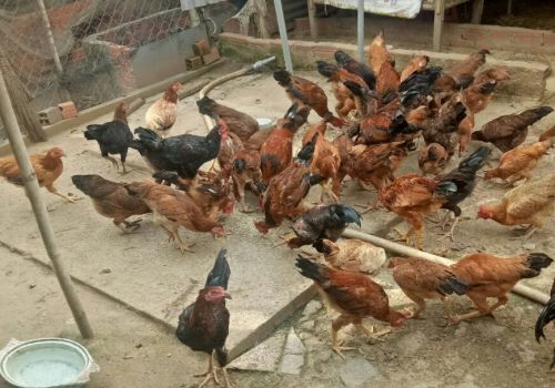 Tây Ninh: Hiệu quả nuôi gà bằng thức ăn ủ men vi sinh