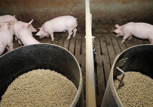 Bảy cách nhằm giảm thiểu chi phí thức ăn chăn nuôi