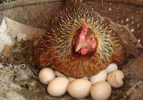 Tại sao gà ngày nay đẻ nhiều trứng như vậy?