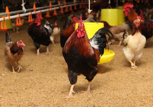 Các vấn đề về sức khỏe đường ruột ở gà thịt: Nguyên nhân, hậu quả và giải pháp