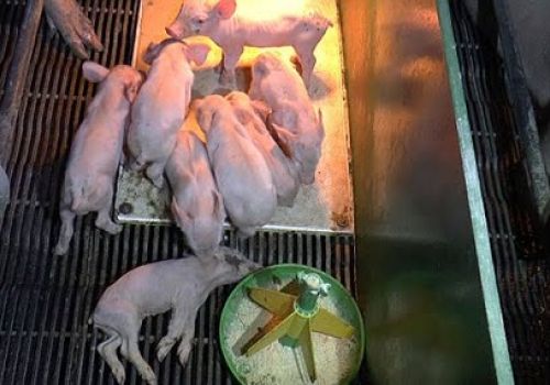 Dịch tiêu chảy cấp trên heo: Những điều cần biết