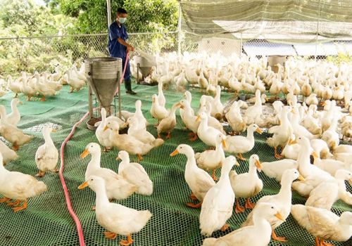 Quảng Trị: Hiệu quả từ chăn nuôi vịt trên sàn lưới tại Hướng Hóa