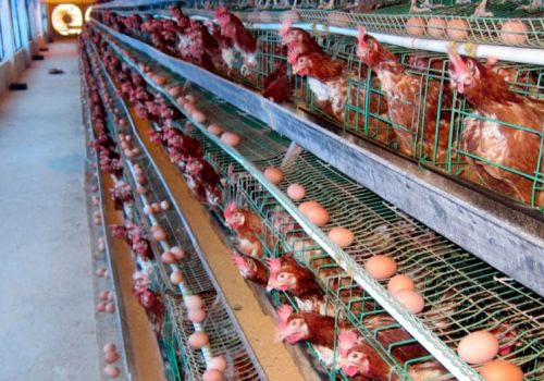 Chế độ dinh dưỡng cho gà sinh sản