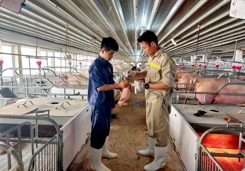 Chăn nuôi cuối năm 2021: Sẽ diễn biến ra sao?