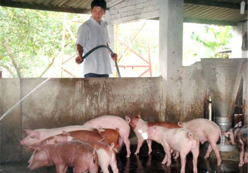 Hỗ trợ nông dân tái đầu tư chăn nuôi