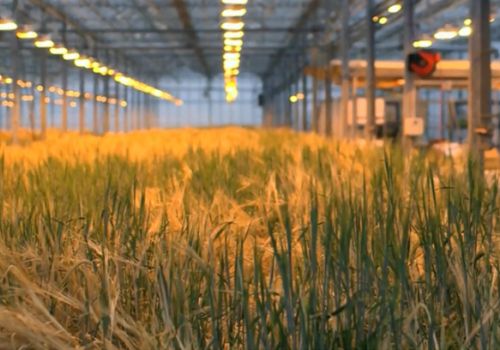 Iceland: Tạo ra thịt trong phòng thí nghiệm từ lúa mạch