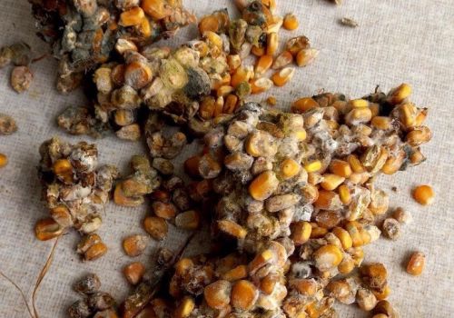 Phương pháp khử độc tố nấm mốc