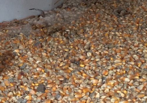 Mối liên kết giữa nội độc tố và độc tố nấm mốc